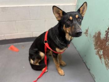 German Shepherd Dog and Mixed Breed Dogs Available for Adoption in Antioch, California - TAHOE | PetCurious
