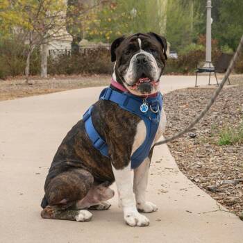 Oso -  American Bulldog Dog for Adoption in Pasadena, California - Oso | PetCurious