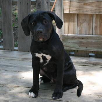 Mixed Breed Dogs Available for Adoption in Pulaski, Tennessee - TNGC-Stray-1191 | PetCurious
