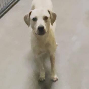 Australian Cattle Dog Blue Heeler Dogs Available for Adoption - Sadie  | PetCurious