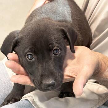 Lucky -  Mixed Breed Dog for Adoption in Hailey, Idaho - Lucky | PetCurious