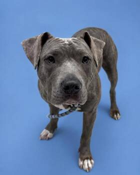 Eden -  Terrier Dog for Adoption in Gulfport, Mississippi - Eden | PetCurious