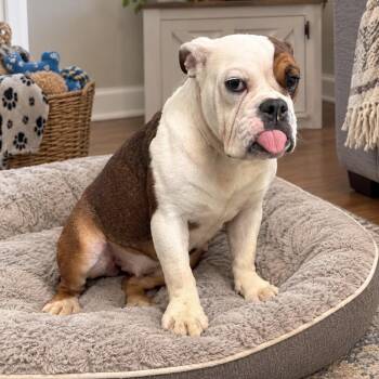 Nola -  English Bulldog Dog for Adoption in Baton Rouge, Louisiana - Nola | PetCurious