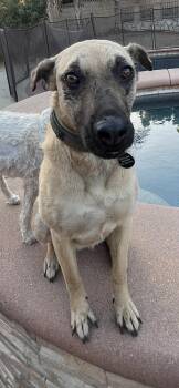 NALA -  Shepherd Dog for Adoption in Pomona, California - NALA | PetCurious