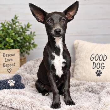 Fennec P46591 -  Terrier and Mixed Breed Dog for Adoption in Corsicana, Texas - Fennec P46591 | PetCurious