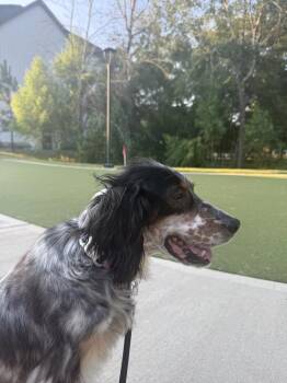 Available for Adoption - Settie (TX, USA) -  English Setter Dog for Adoption in Chelsea, Michigan - Available For Adoption - Settie (TX, USA) | PetCurious