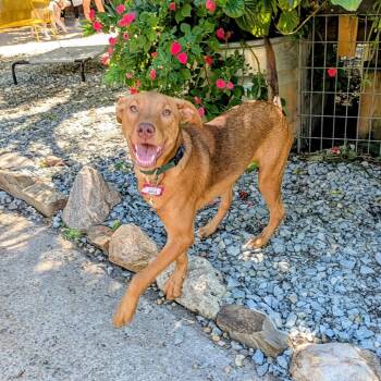 Julia -  Labrador Retriever and Hound Dog for Adoption in Wake Forest, North Carolina - Julia | PetCurious