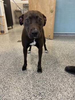 Mixed Breed Dogs Available for Adoption in Palmetto, Florida - A135309 | PetCurious