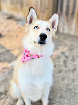 Daisy -  Husky and Mixed Breed Dog for Adoption in Muskegon, Michigan - Daisy | PetCurious
