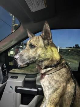 Brewer -  Mixed Breed Dog for Adoption in Atlanta, Georgia - Brewer | PetCurious