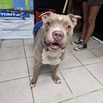Pit Bull Terrier Dogs Available for Adoption - Brutis | PetCurious