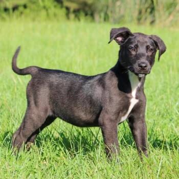 Allie -  Mixed Breed Dog for Adoption in Groveland, Massachusetts - Allie | PetCurious
