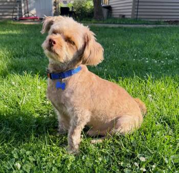 Gus -  Miniature Poodle Dog for Adoption in Lisbon, Iowa - Gus | PetCurious