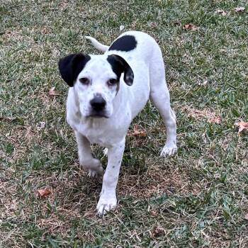 American Bulldog Dogs Available for Adoption - Tony - Fun And Loving Companion | PetCurious