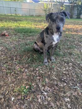 Terrier Dogs Available for Adoption in Greenville, South Carolina - Bauer | PetCurious