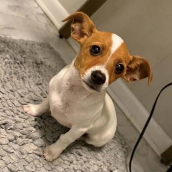 Jill -  Chihuahua and Terrier Dog for Adoption in Pelham, New Hampshire - Jill | PetCurious