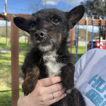 Terrier Dogs Available for Adoption - Hank | PetCurious