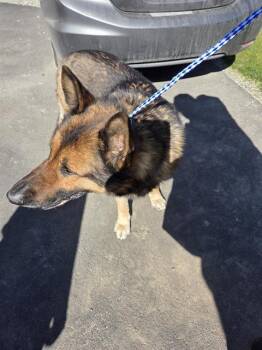 German Shepherd Dog Dogs Available for Adoption in Kent, Washington - ALLIUM | PetCurious