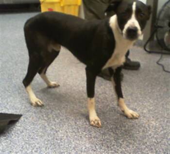PUPPY DOG -  Mixed Breed Dog for Adoption in Charlotte, North Carolina - PUPPY DOG | PetCurious