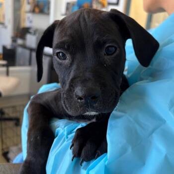 Pit Bull Terrier and Mixed Breed Dogs Available for Adoption - Skipper | PetCurious