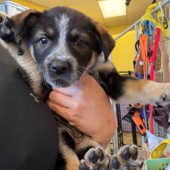 Husky Dogs Available for Adoption in Webster, Texas - Buttercup | PetCurious