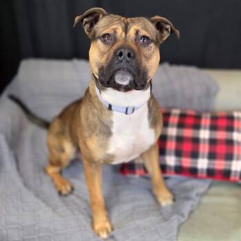 Pit Bull Terrier Dogs Available for Adoption - Boo Bear (Sponsored) | PetCurious