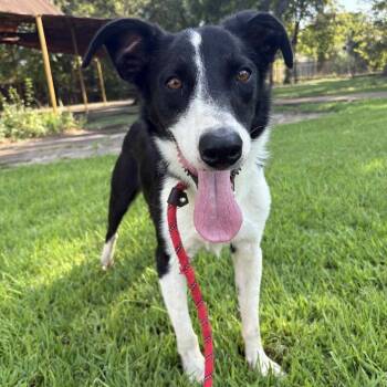 Dallas P45113 -  Border Collie and Mixed Breed Dog for Adoption in Corsicana, Texas - Dallas P45113 | PetCurious