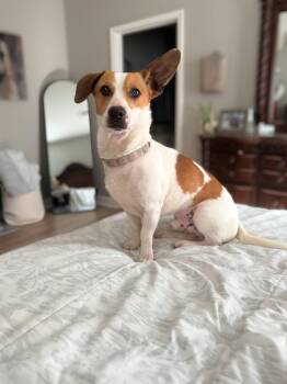 Chihuahua Dogs Available for Adoption in Douglas, Georgia - Scotty | PetCurious