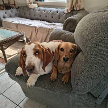 Nikki Nicks -  Basset Hound and Mixed Breed Dog for Adoption in New Orleans, Louisiana - Nikki Nicks | PetCurious