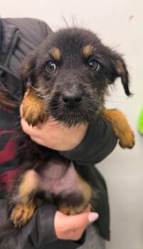 Spice -  Terrier Dog for Adoption in Yellowknife, Northwest Territories - Spice | PetCurious