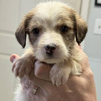 Powdered Sugar -  Mixed Breed Dog for Adoption in Columbia, South Carolina - Powdered Sugar | PetCurious