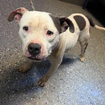 TUSC-Stray-84713 -  Pit Bull Terrier and American Bulldog Dog for Adoption in Tuscaloosa, Alabama - TUSC-Stray-84713 | PetCurious