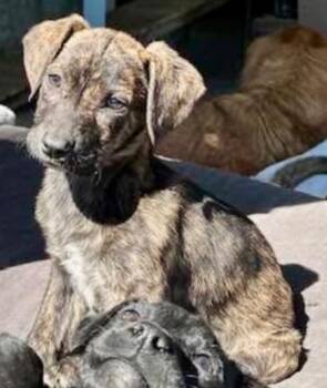 Labrador Retriever Dogs Available for Adoption - Cabbage | PetCurious