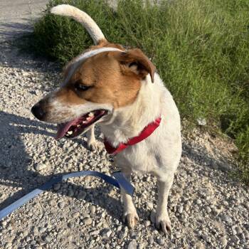 Rescue Australian Cattle Dog Blue Heeler Dogs for Adoption in Jay, New York - Richie | PetCurious