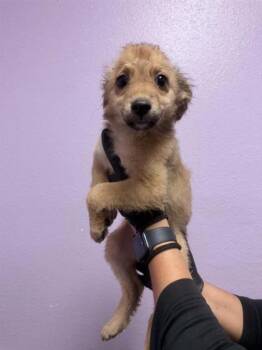 61771145 -  Terrier and Mixed Breed Dog for Adoption in El Paso, Texas - 61771145 | PetCurious