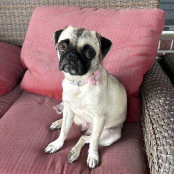 Rescue Pug Dogs for Adoption in Alvin, Texas - Missy | PetCurious