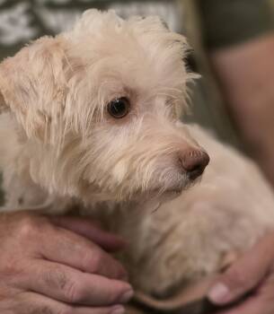 Olaf -  Maltese Dog for Adoption in Greenville, South Carolina - Olaf | PetCurious