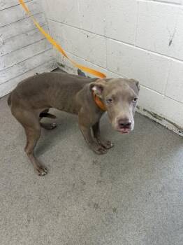 Rescue Pit Bull Terrier Dogs for Adoption in San Bernardino, California - DYLAN | PetCurious