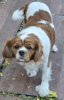 Rescue Cavalier King Charles Spaniel Dogs for Adoption in Parker, Colorado - Candy Lee 25112 | PetCurious