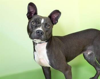 STEWEY -  Australian Kelpie and Mixed Breed Dog for Adoption in Fort Lauderdale, Florida - STEWEY | PetCurious
