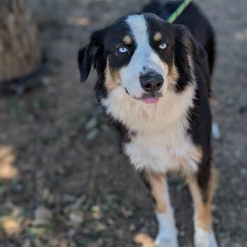 Connie -  Collie and Mixed Breed Dog for Adoption in Buchanan Dam, Texas - Connie | PetCurious