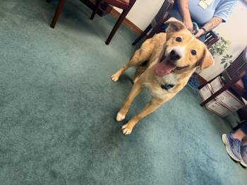 Bugg -  Golden Retriever Dog for Adoption in Semmes, Alabama - Bugg | PetCurious