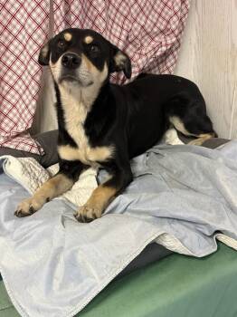 Rescue Terrier Dogs for Adoption in Opelousas, Louisiana - OTTER | PetCurious