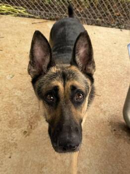 CRYSTAL BELLA ANNE -  German Shepherd Dog Dog for Adoption in Charlotte, North Carolina - CRYSTAL BELLA ANNE | PetCurious