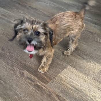 Reilly -  Yorkshire Terrier and Pekingese Dog for Adoption in Las Vegas, Nevada - Reilly | PetCurious