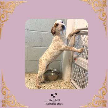 Rose -  Bluetick Coonhound Dog for Adoption in Cumberland, Rhode Island - Rose | PetCurious