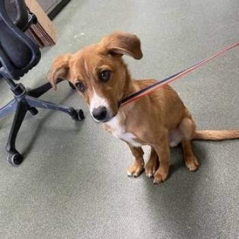 Mixed Breed Dogs Available for Adoption - Popplio | PetCurious