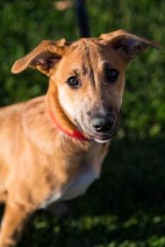 Rue -  Shepherd Dog for Adoption in Millcreek, Utah - Rue | PetCurious