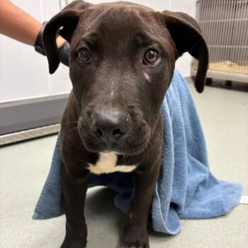 Jayden -  Black Labrador Retriever and Mastiff Dog Available for Adoption in Abilene, Texas - Jayden | PetCurious