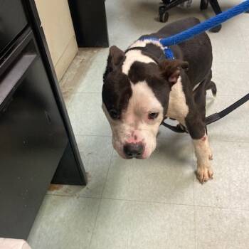 Rescue Mixed Breed Dogs for Adoption in Philadelphia, Pennsylvania - Slick | PetCurious